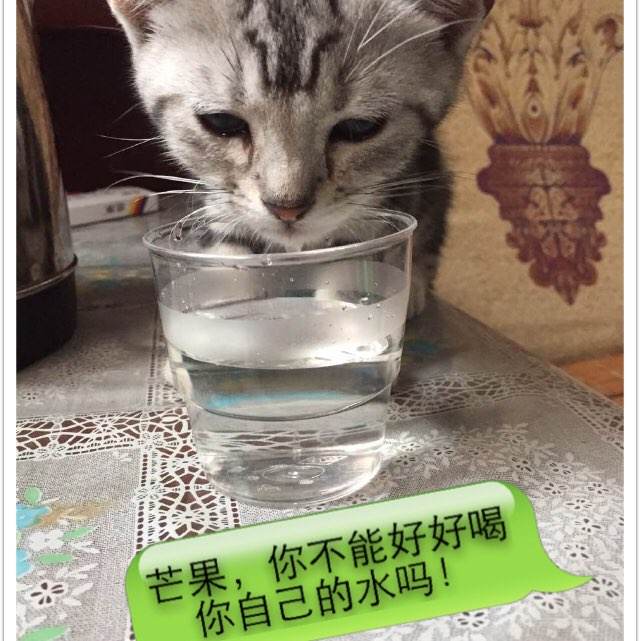 学信网电子学历证书认证备注怎么写